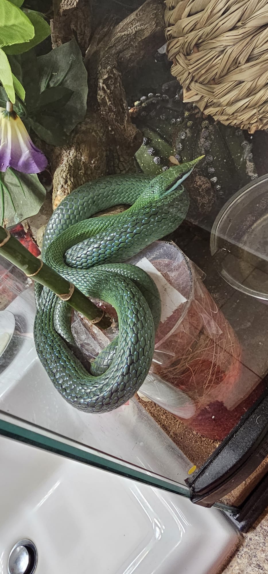 A beautiful ball python